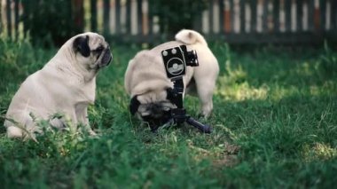 Retro kamera. Köpekler retro kameraya bakıyor. Köpek cinsi Pug..