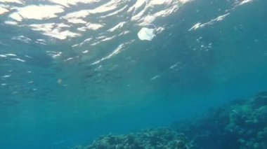 Virüs. Tıbbi maske denizde yüzüyor..