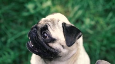 Pug. Pug cins köpek portresi.