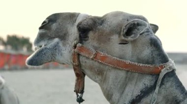 Deve. Sahilde duran bir devenin portresi. Mısır.
