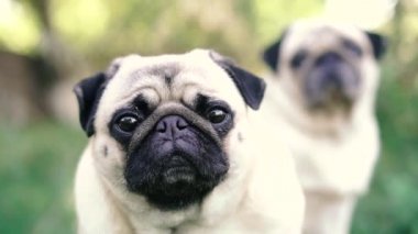 Pug. Pug cins köpek portresi.
