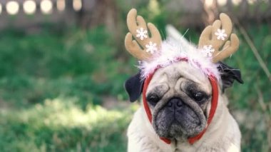 Pug. Geyik boynuzu şeklinde başlıklı bir köpeğin portresi..
