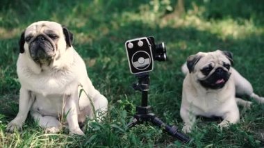 Retro kamera. Köpekler retro kameraya bakıyor. Köpek cinsi Pug..