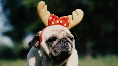 Pug. Geyik boynuzu şeklinde başlıklı bir köpeğin portresi..