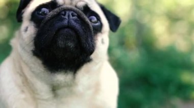 Pug. Pug cins köpek portresi.