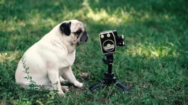 Retro kamera. Köpek retro kameraya bakar. Pug köpek cinsi.