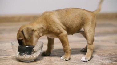 Yavru köpek. Yavru köpek sütlü yulaf lapası yiyor..