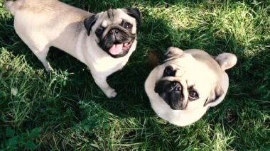 Pug. Yemek için yalvaran bir köpeğin portresi..