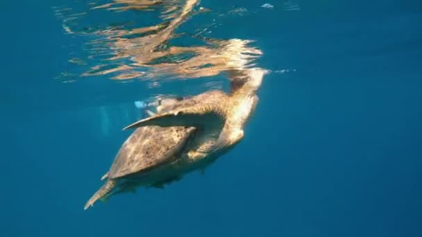 Море Дівчинка Підводній Масці Плаває Морі Великою Черепахою Єгипет Червоне — стокове відео