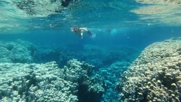 Morze Kobieta Podwodnej Masce Snorkel Pływa Morzu Egipt Morze Czerwone — Wideo stockowe