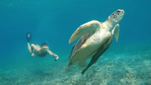 一个戴着水下面具和鱼鳍的男人在大海龟旁边的海里游泳 — 图库视频影像