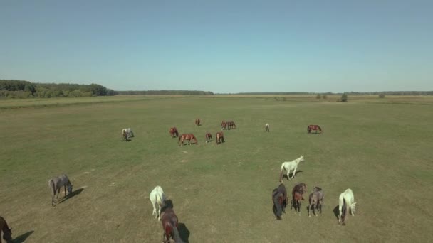 Chevaux Les Chevaux Paissent Dans Les Champs Vue Aérienne — Video