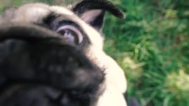 Pug Retrato Cão Implorando Por Comida — Vídeo de Stock