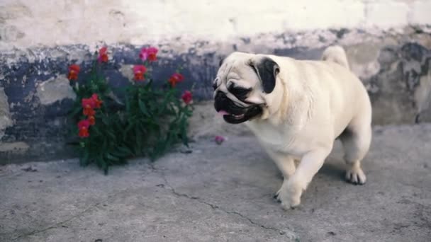 Pug Pug Cinsinden Bir Köpek Duvarın Yanında Oturuyor — Stok video