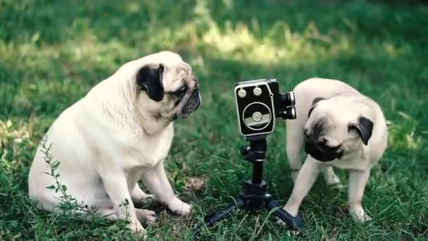 Cámara Retro Los Perros Miran Cámara Retro Raza Perro Pugs — Vídeo de stock