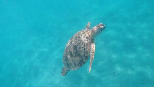 カメだ 海のカメは海で泳ぐ エジプトだ — ストック動画