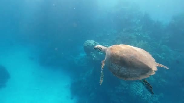 Τερτλ Θαλάσσια Χελώνα Κολυμπάει Στη Θάλασσα Στην Αίγυπτο Ερυθρά Θάλασσα — Αρχείο Βίντεο