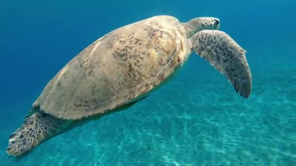 Sköldpadda Havssköldpaddan Simmar Havet Egypten Röda Havet — Stockvideo