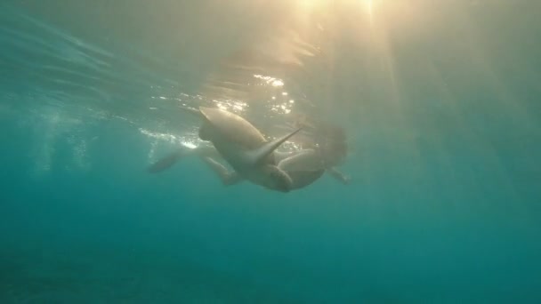 Deniz Sualtı Maskeli Bir Kız Büyük Bir Kaplumbağayla Denizde Yüzüyor — Stok video