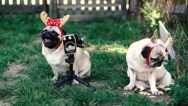 Retro Camera Dog Horns His Head Poses Retro Movie Camera — Stock Video