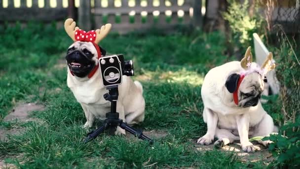 Cámara Retro Perro Con Cuernos Cabeza Posa Para Una Cámara — Vídeo de stock