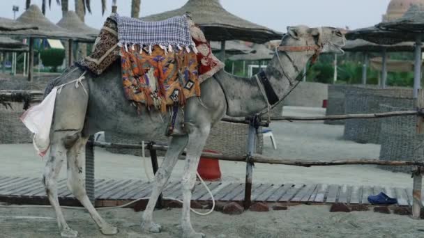Camel Portrait Camel Stands Beach Egypt — Stock Video