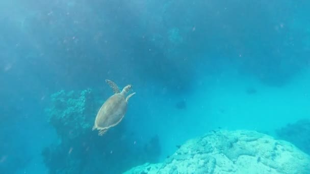 Τερτλ Θαλάσσια Χελώνα Κολυμπάει Στη Θάλασσα Στην Αίγυπτο Ερυθρά Θάλασσα — Αρχείο Βίντεο