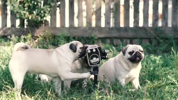 Cámara Retro Los Perros Miran Cámara Retro Raza Perro Pugs — Vídeo de stock