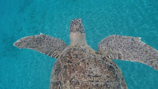 Tortuga Tortuga Marina Nada Mar Egipto Mar Rojo — Vídeos de Stock