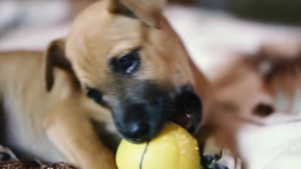 Puppy Pup Kauwt Een Gele Bal — Stockvideo