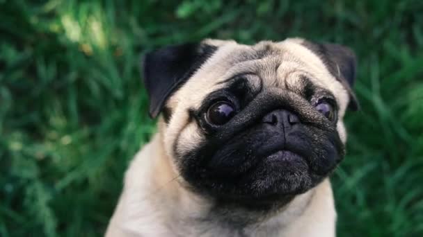 Een Kroeg Pug Ras Hond Portret — Stockvideo