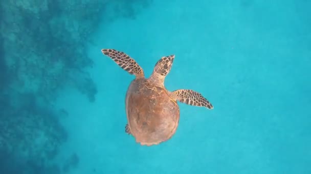 거북이 바다거북은 바다에서 헤엄치고 있습니다 이집트 — 비디오