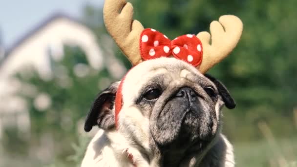 Pug Portrait Dog Headdress Form Deer Horns — Stock Video