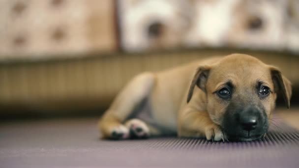 小狗是纯种杰克罗素和杂种的杂交后代 — 图库视频影像