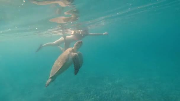 Moře Dívka Podvodní Masce Plave Moři Velkou Želvou Egypt Rudé — Stock video