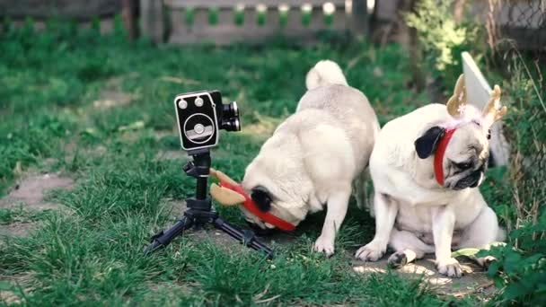 复古相机 一只头上有角的狗摆姿势要拍一部复古的电影摄影机 — 图库视频影像