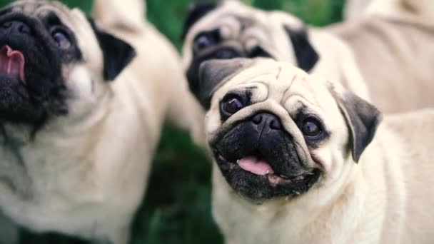 Pugs Los Perros Piden Comida Dueño — Vídeos de Stock