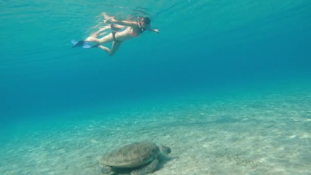 Deniz Sualtı Maskeli Bir Kız Büyük Bir Kaplumbağayla Denizde Yüzüyor — Stok video