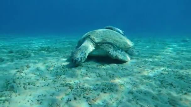 海底的海龟吃海藻 — 图库视频影像
