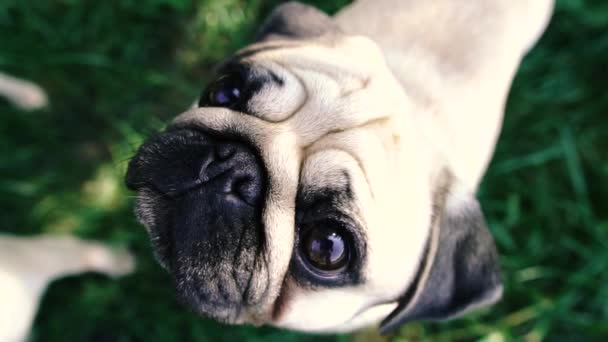 Pug Pug Breed Dog Portrait — Stock Video