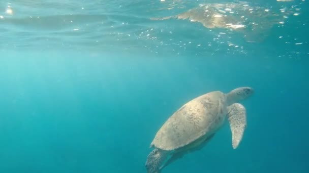 Sköldpadda Havssköldpaddan Simmar Havet Egypten Röda Havet — Stockvideo