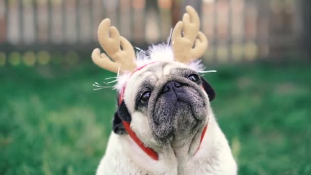 Mops Porträt Eines Hundes Mit Einer Kopfbedeckung Form Von Hirschhörnern — Stockvideo
