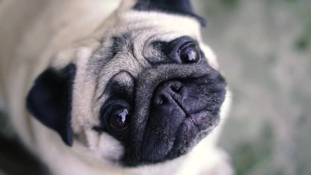 Een Kroeg Pug Ras Hond Portret — Stockvideo