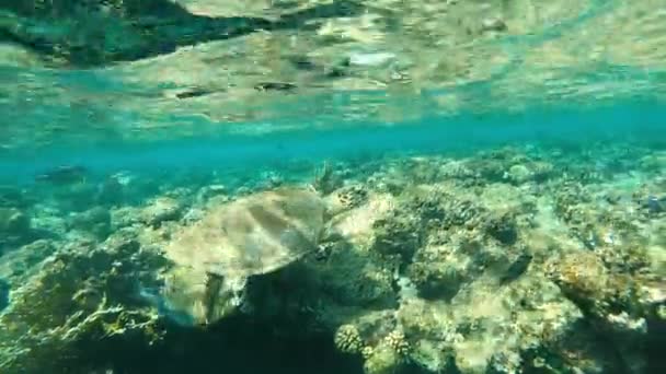 Żółw Żółw Morski Pływa Morzu Egipt Morze Czerwone — Wideo stockowe