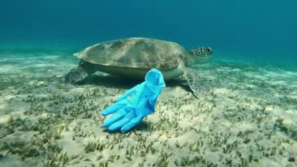 Virüs Eldiven Denizde Yüzer Arka Planda Büyük Bir Kaplumbağa Yüzer — Stok video