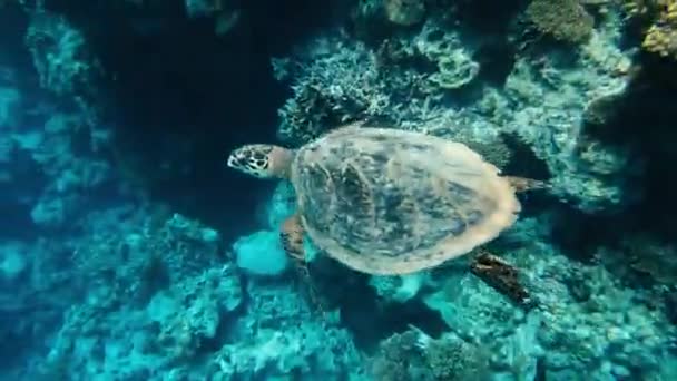 Turtle Sea Turtle Swims Sea Egypt Red Sea — Stock Video