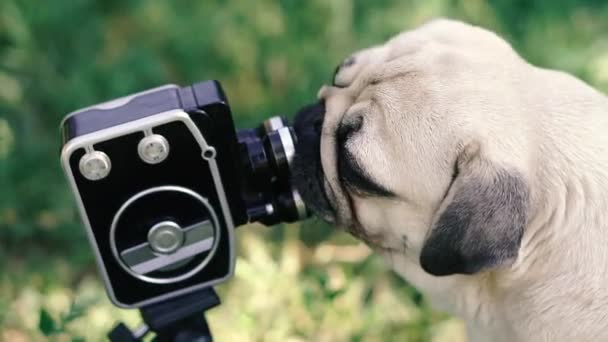 Retro Kamera Der Hund Leckt Die Retro Kamera — Stockvideo