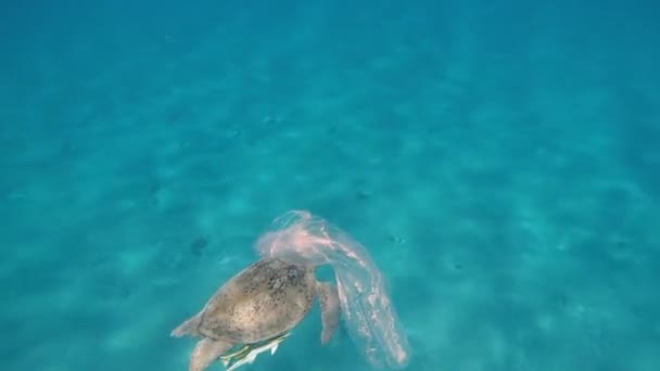 Вірус Рукавичка Плаває Морі Великою Черепахою Плаває Задньому Плані — стокове відео