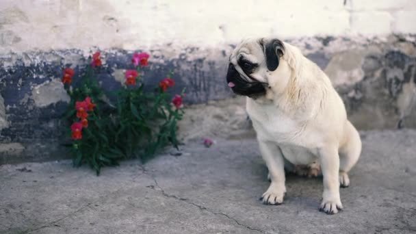 Mops Ein Hund Der Rasse Mops Sitzt Der Wand — Stockvideo