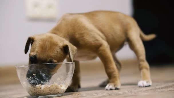 Puppy Pup Eet Pap Met Melk Uit Een Kom — Stockvideo